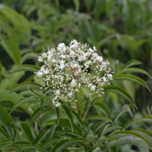 Elderberry 'Adams' G3