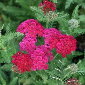Yarrow 'Pomegranate' G1