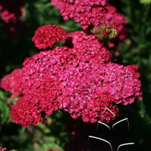 Yarrow 'Saucy Seduction' G1