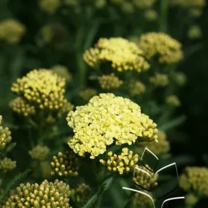 Yarrow 'Sunny Seduction' G1