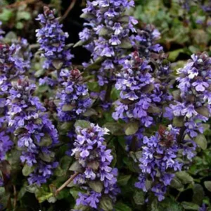 Bugleweed 'Bronze Beauty' G1