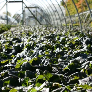 Bugleweed 'Catlin's Giant' G1