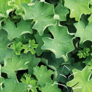 Lady's Mantle 'Thriller' G1