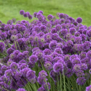 Allium 'Lavender Bubbles' G1