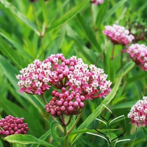 Butterfly Milkweed 'Cinderella' G1