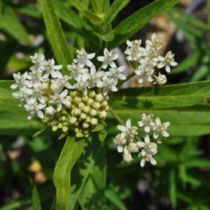 Butterfly Milkweed 'Ice Ballet' G1