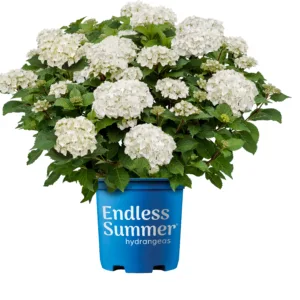 Hydrangea 'Dreamcloud' G2
