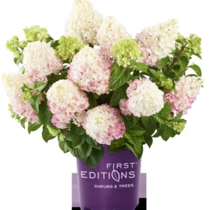 Hydrangea 'Vanilla Strawberry'