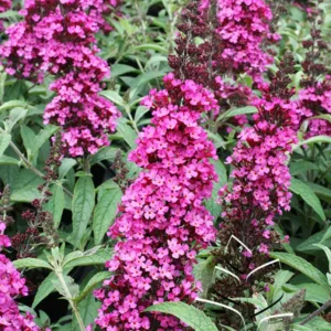 Butterfly Bush 'Buzz Hot Raspberry' G1