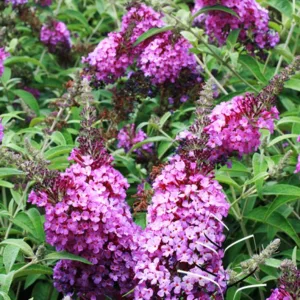 Butterfly Bush 'Buzz Purple' G1