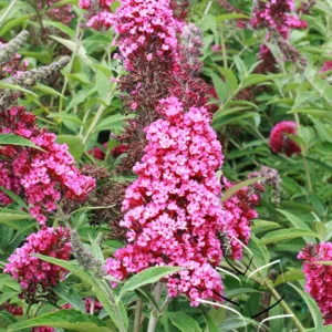 Butterfly Bush 'Buzz Velvet' G1