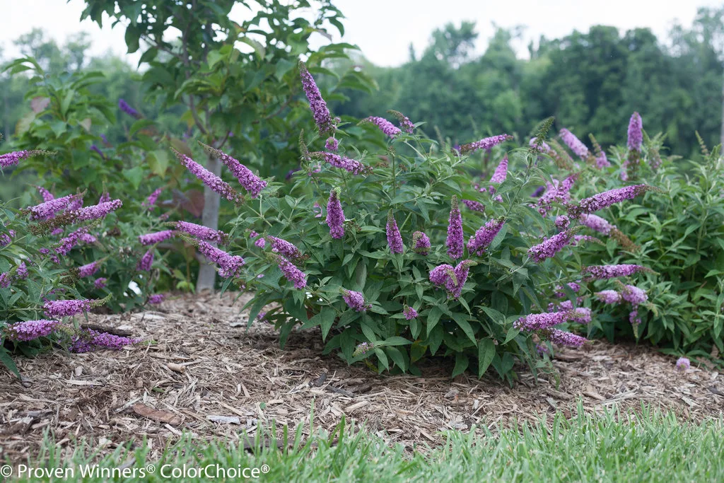 Butterfly Bush Lo & Behold 'Pink Micro Chip' G3 - Image 3