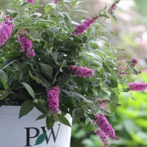 Butterfly Bush Lo & Behold 'Pink Micro Chip' G3