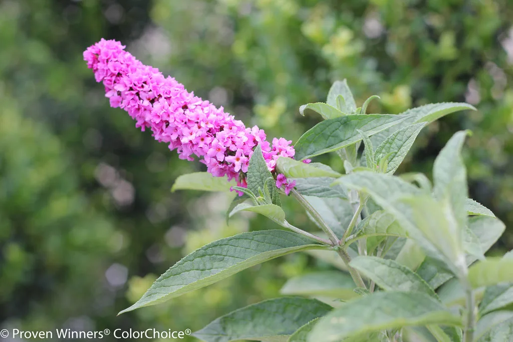 Butterfly Bush Lo & Behold 'Pink Micro Chip' G3 - Image 2