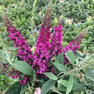 Butterfly Bush Lo & Behold 'Ruby Chip' G3