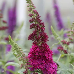 Butterfly Bush 'Miss Molly' G3