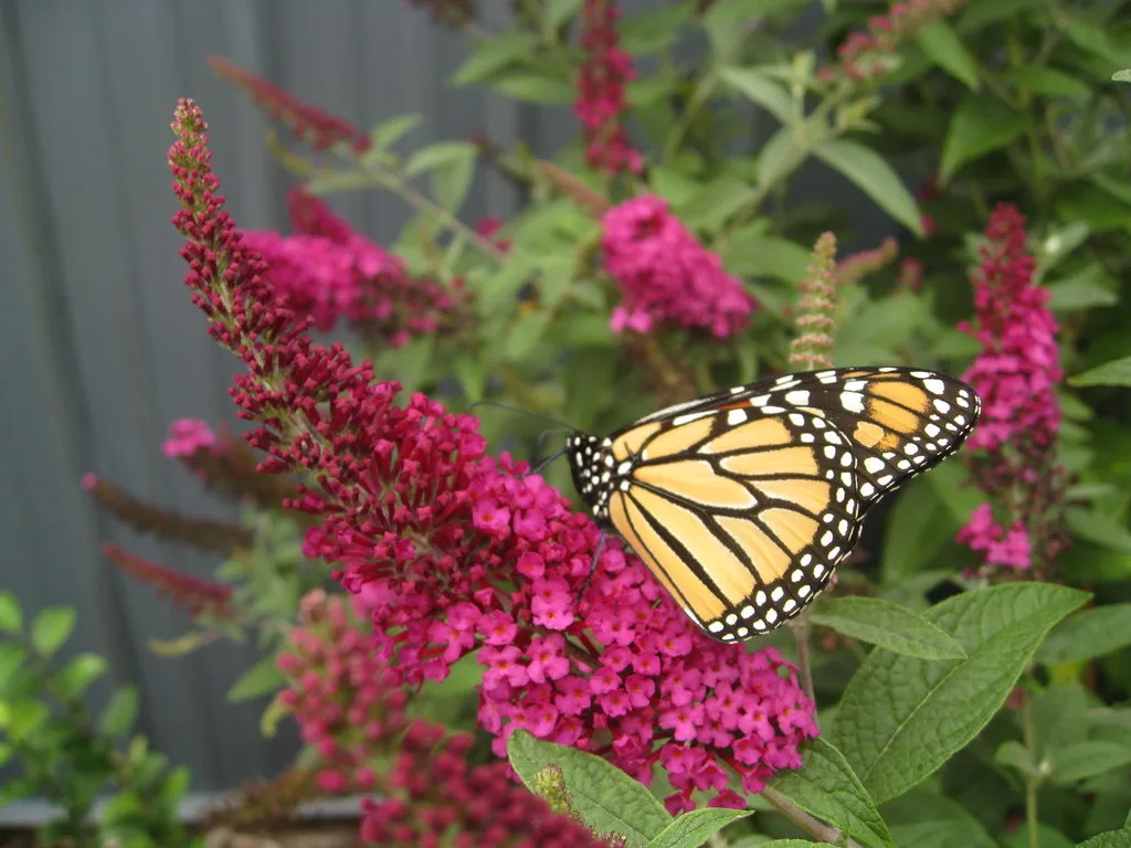 Butterfly Bush 'Miss Molly' G3 - Image 3