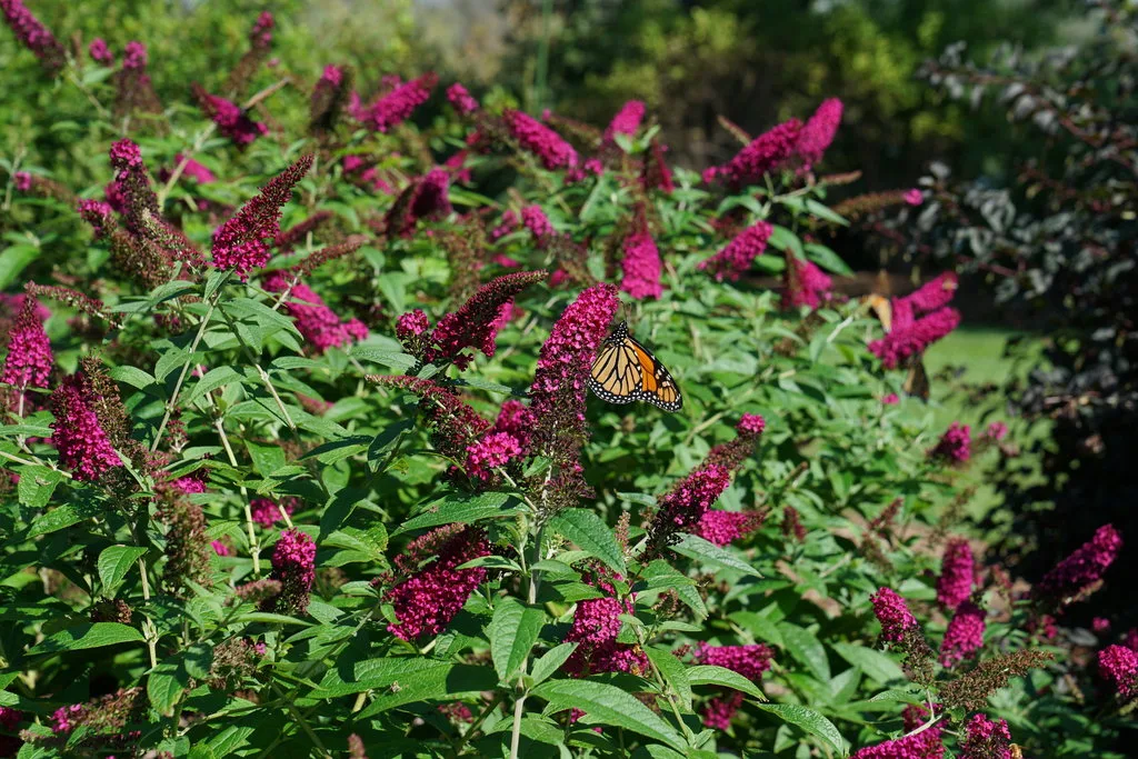Butterfly Bush 'Miss Molly' G3 - Image 2