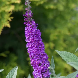 Butterfly Bush 'Miss Violet' G3