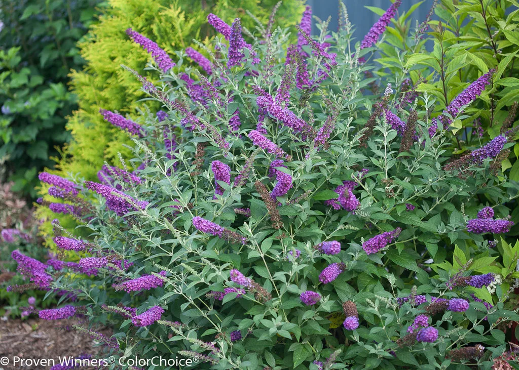 Butterfly Bush 'Miss Violet' G3 - Image 2