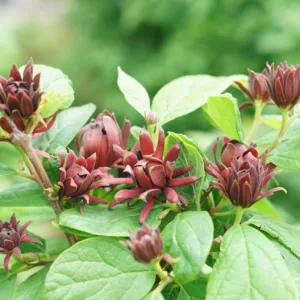 Sweetshrub 'Simply Scentsational' G3