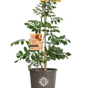 Trumpet Vine 'Summer Jazz Sunrise Gold' G2