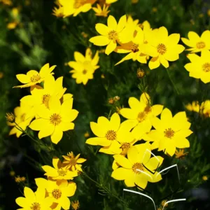 Tickseed 'Zagreb' G1