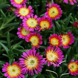 Ice Plant 'Hot Pink Wonder' G1