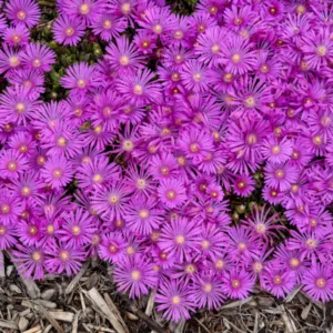 Ice Plant 'Orchid Flash' G1