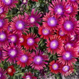 Ice Plant 'Razzle Dazzle' G1