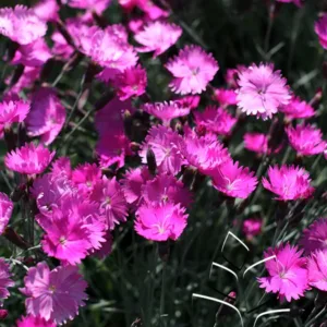 Dianthus 'Fire Witch' G1