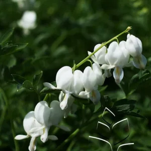Bleeding Heart 'Alba' G1