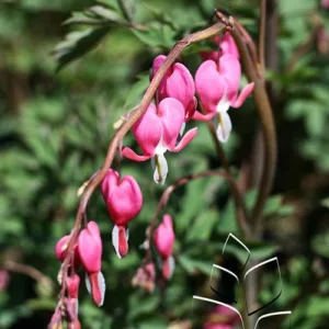 Bleeding Heart, Old-Fashioned (pink) G1