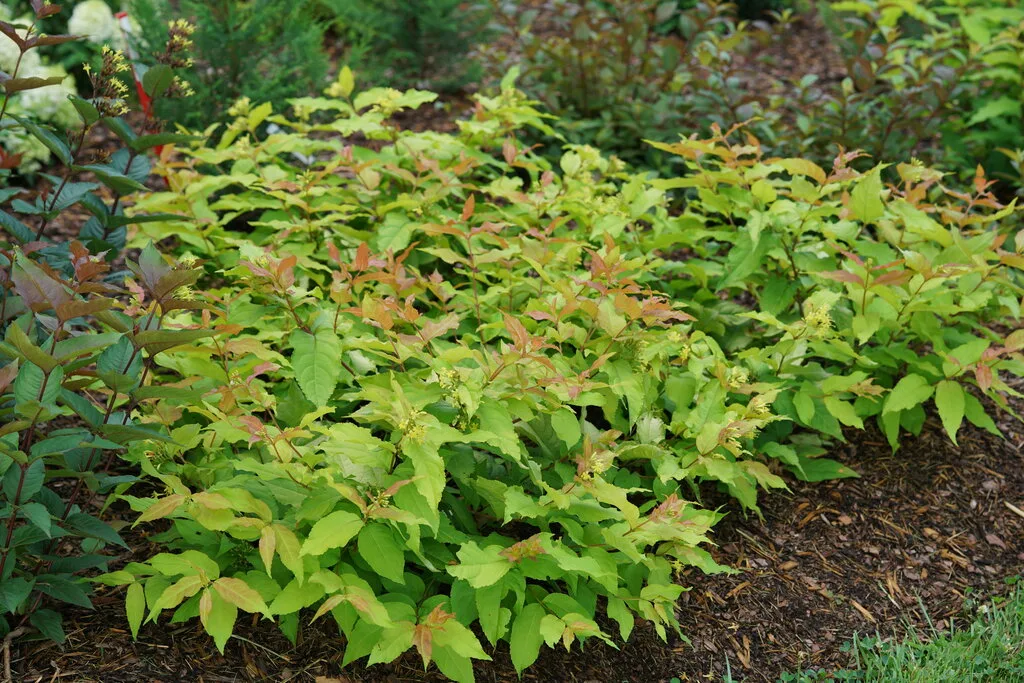 Diervilla 'Kodiak Fresh' G3 - Image 2