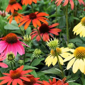Coneflower 'Cheyenne Spirit' G1