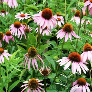 Coneflower, Purple G1