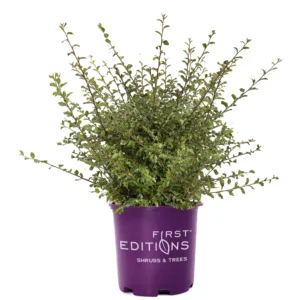 Cotoneaster 'Autumn Inferno' G3