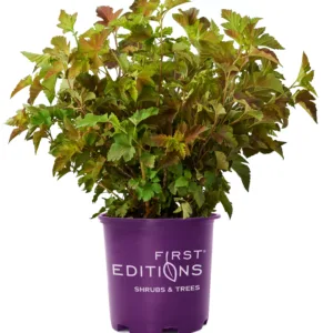 Ninebark 'Amber Jubilee' G3