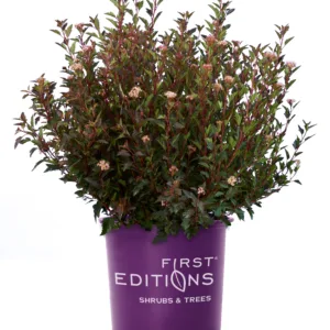 Ninebark 'Little Devil' G3