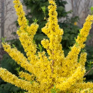 Forsythia 'Show Off' G3