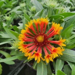 Blanket Flower 'Copper Sun' G1