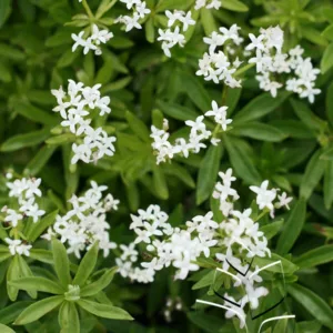 Sweet Woodruff