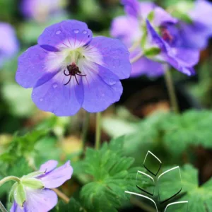 Cranesbill 'Rozanne' G1