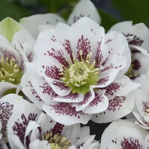 Hellebore 'Confetti Cake' 19CM