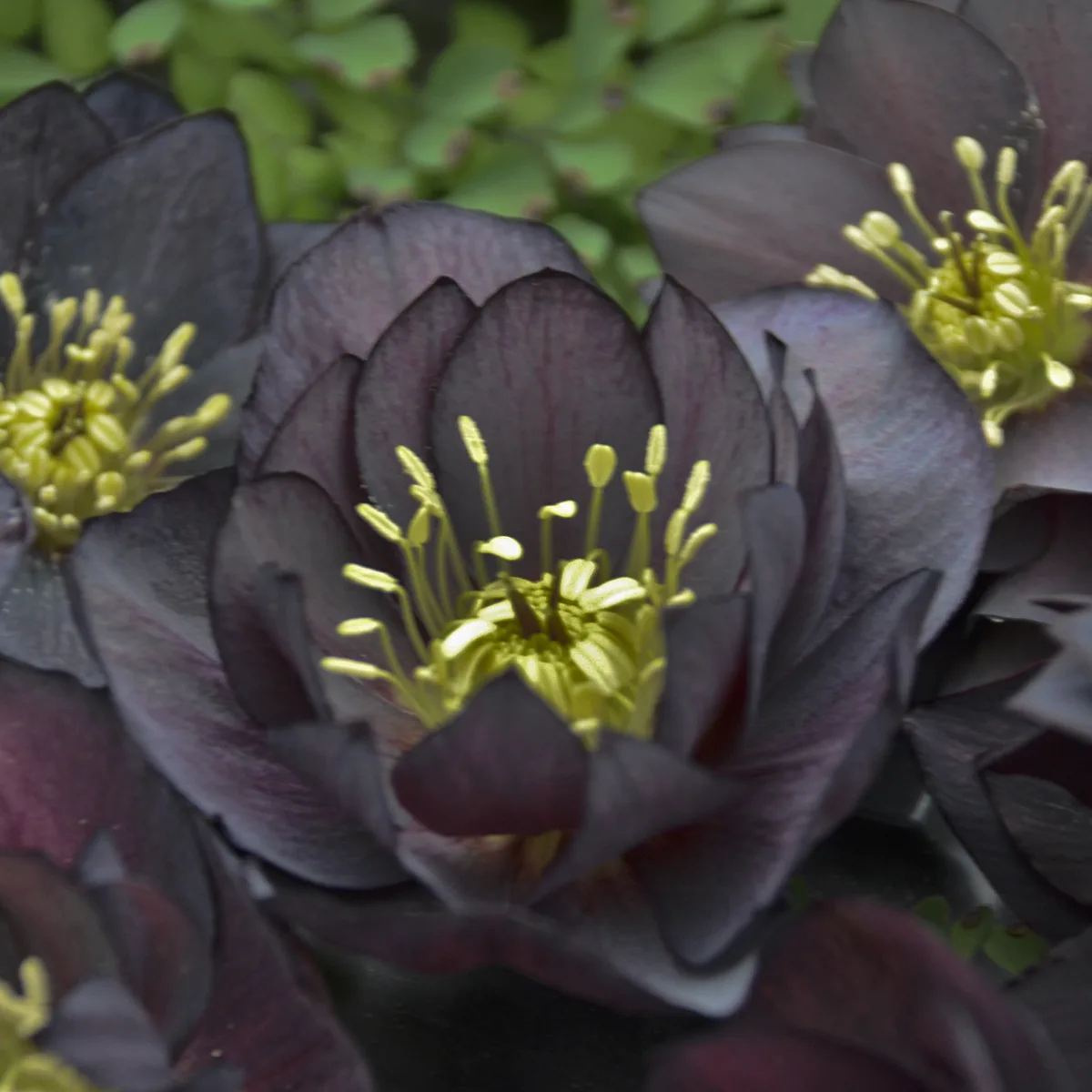 Hellebore 'Dark and Handsome' 19CM - Image 3