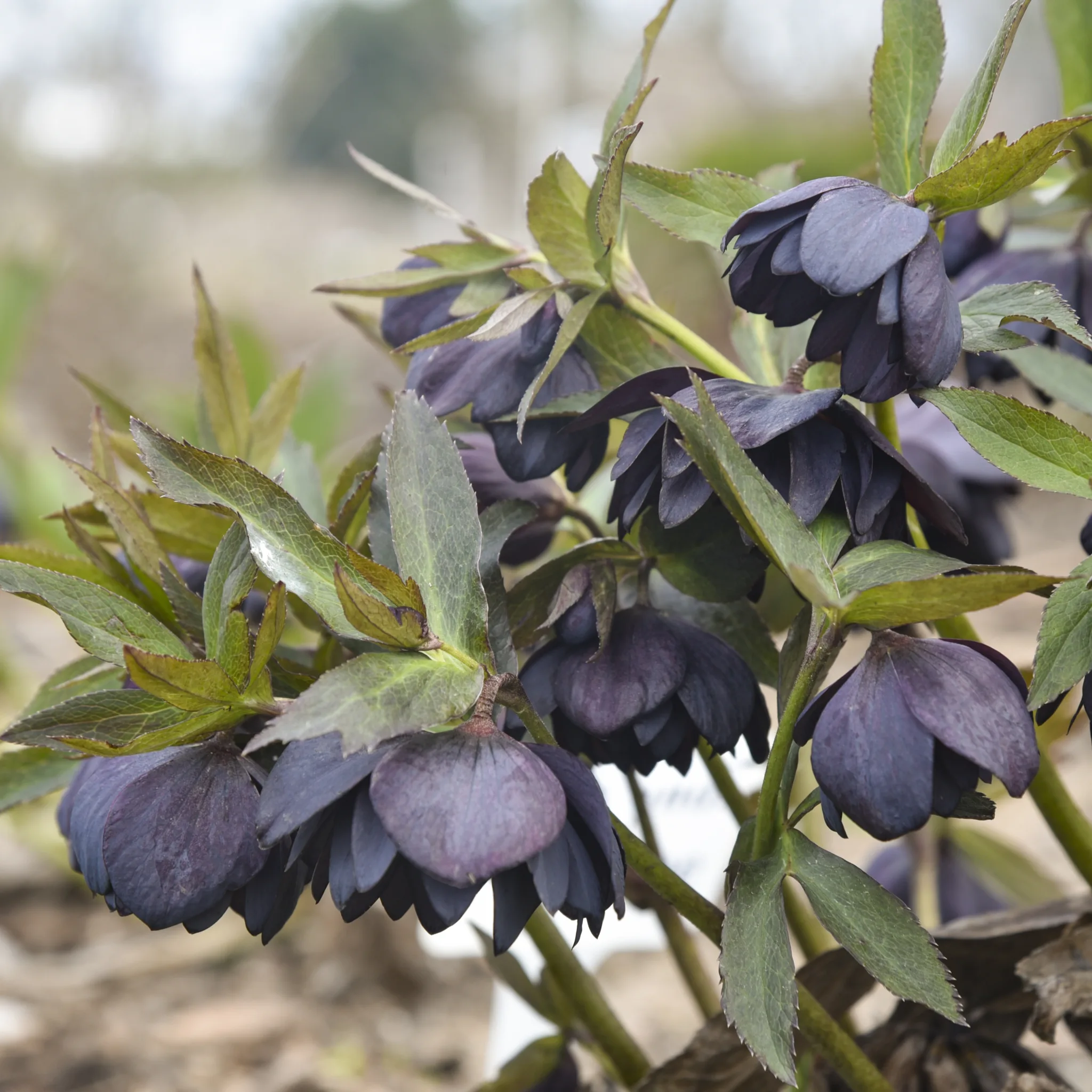 Hellebore 'Dark and Handsome' 19CM - Image 2