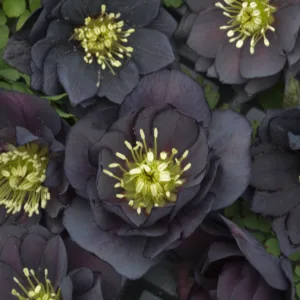 Hellebore 'Dark and Handsome' 19CM