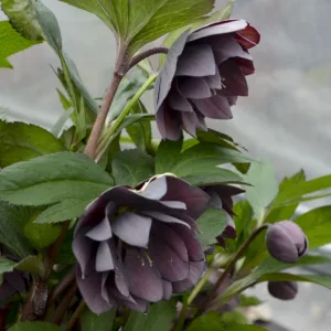 Hellebore 'Dashing Groomsmen' 19CM