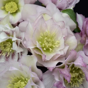 Hellebore 'Flower Girl' 19CM