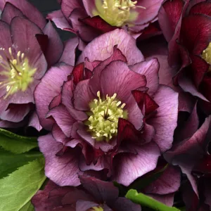 Hellebore 'True Love' 19CM